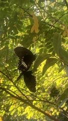Papilio polytes