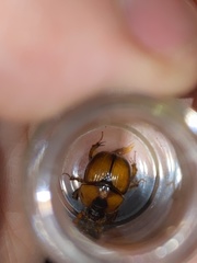 Bolbocerosoma tumefactum