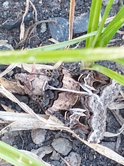 Melipotis agrotoides