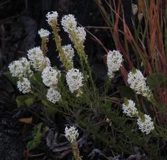 Dischisma ciliatum ciliatum