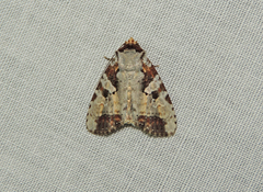 Condica hippia
