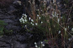 Dischisma ciliatum ciliatum