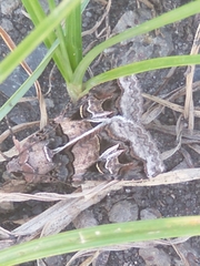 Melipotis agrotoides