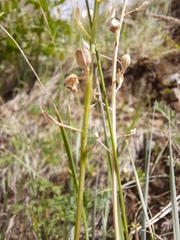 Noccaea cochleariformis