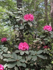 Rhododendron