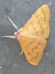 Psara