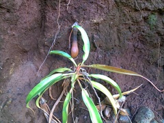 Nepenthes