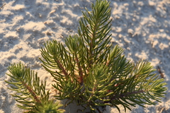 Nama carnosa