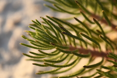 Nama carnosa