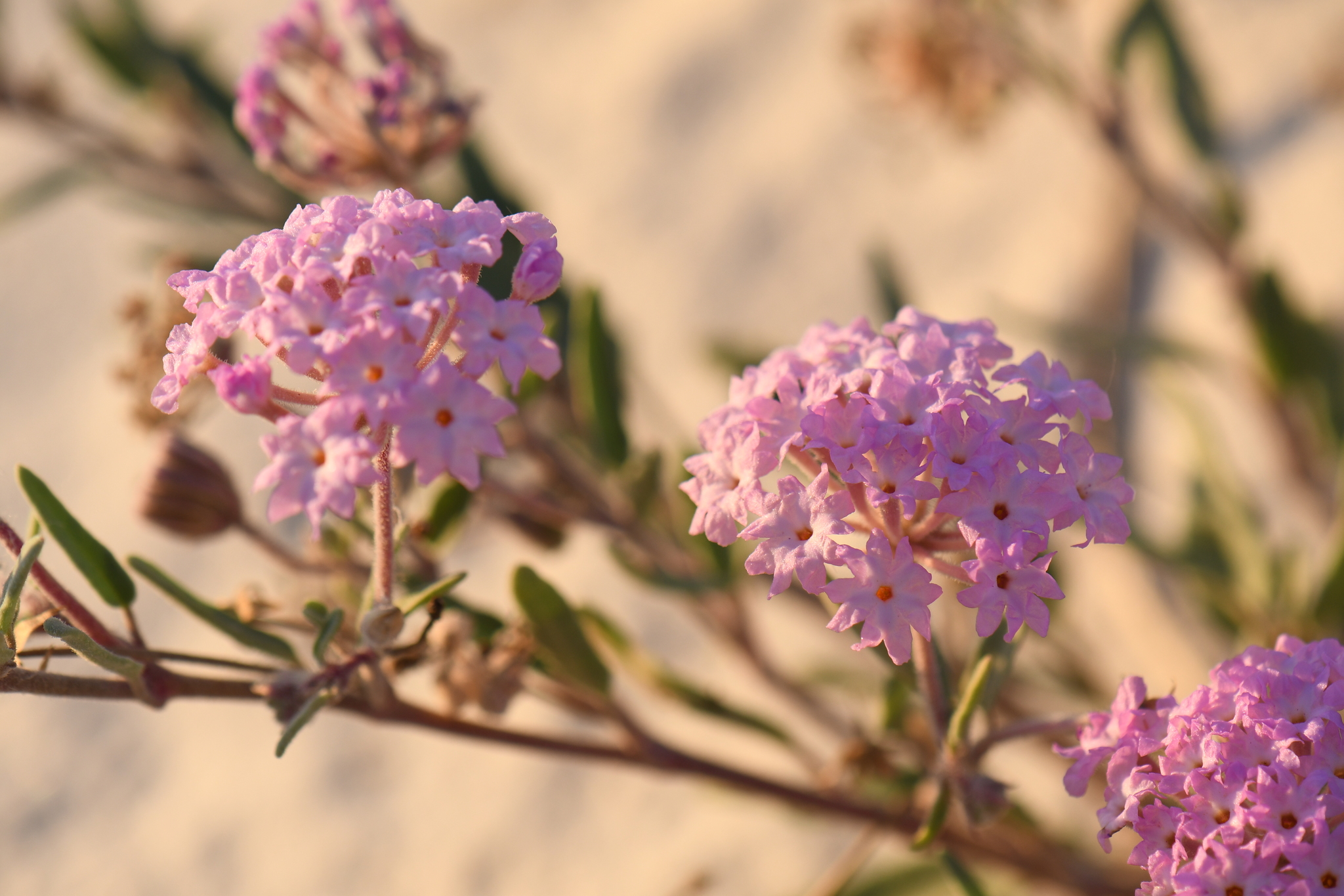 Abronia angustifolia