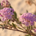 Purple Sand Verbena - Photo (c) Curren Frasch, some rights reserved (CC BY-NC), uploaded by Curren Frasch