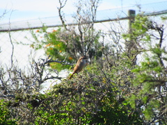 Scelorchilus albicollis