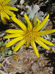 Berkheya cuneata