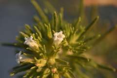 Nama carnosa