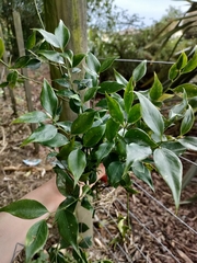 Sarcococca