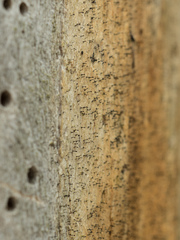Chaenothecopsis debilis