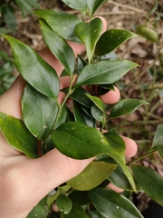 Sarcococca