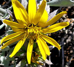 Berkheya cuneata