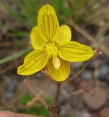 Cyanella lutea lutea