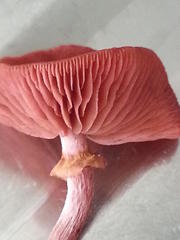 Tubaria rufofulva