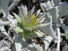 Berkheya cuneata