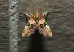 Erastroides emarginata