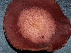 Tubaria rufofulva