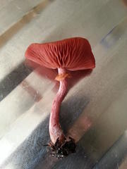 Tubaria rufofulva