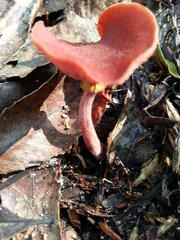 Tubaria rufofulva