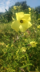 Abelmoschus moschatus