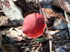 Tubaria rufofulva