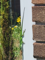 Anolis carolinensis