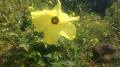 Abelmoschus moschatus