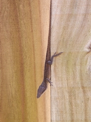 Anolis carolinensis
