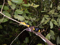 Boiga melanota
