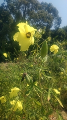 Abelmoschus moschatus