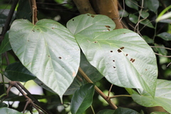 Tinospora sinensis