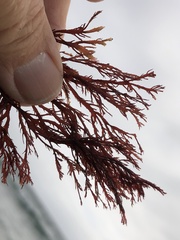 Pikea pinnata