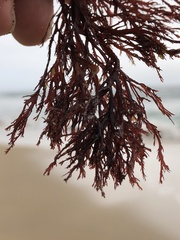Pikea pinnata