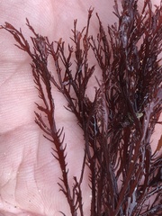 Pikea pinnata