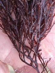 Pikea pinnata