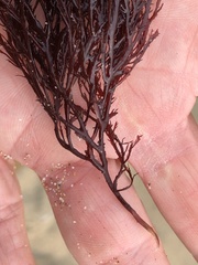 Pikea pinnata
