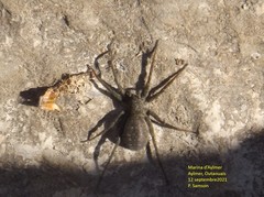 Pardosa lapidicina