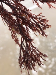 Pikea pinnata