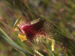 Calochilus grandiflorus