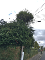 Muehlenbeckia australis