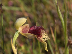 Calochilus grandiflorus