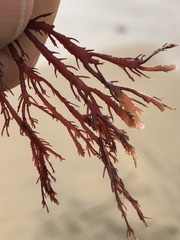 Pikea pinnata