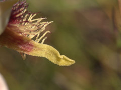 Calochilus grandiflorus