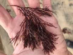 Pikea pinnata
